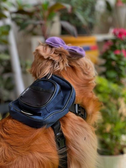 A view from the back, showing off the cute bow and backpack combo.