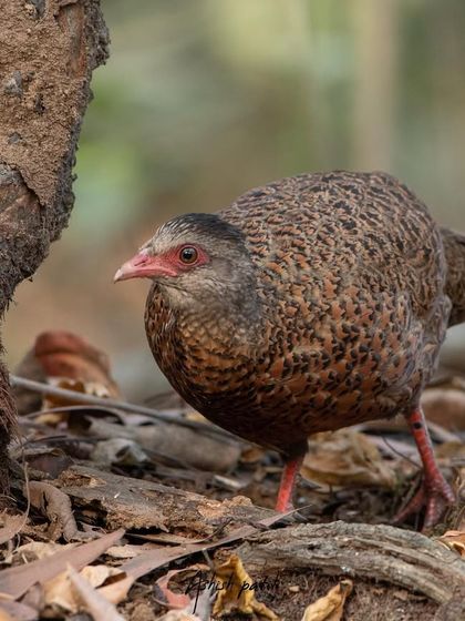 A full-body shot of the Red Spurfowl, displaying its unique patterns and red legs.