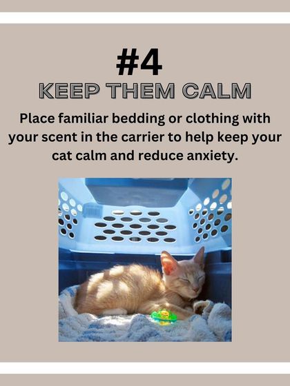 Pet Care & Grooming photo 11