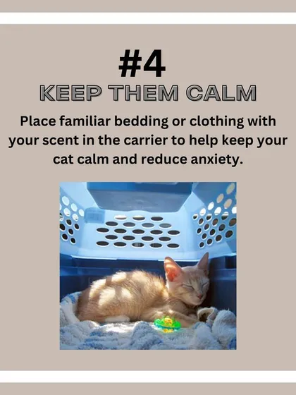 Cat Relocation Tip: Place familiar bedding or an item of your clothing in the carrier. Your scent can help keep your cat calm and reduce anxiety during the move.
