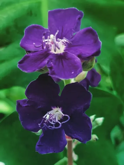 The deep purple flowers of the Tibouchina, or Princess Flower. This shrub is a prolific bloomer and brings a rich, royal color to garden beds and borders.