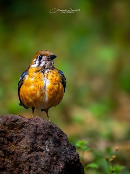 A Symphony of Colours photo 10