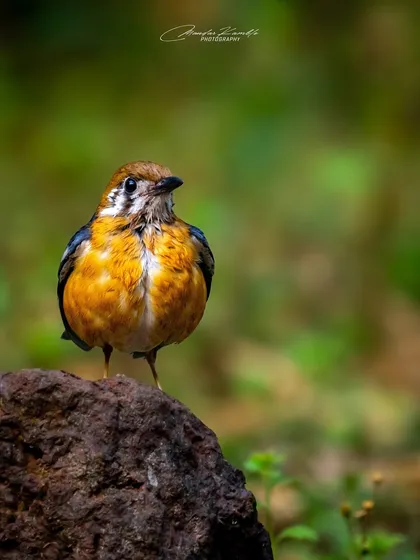 A frontal view of the Orange-headed Thrush, looking plump and confident. The soft green background makes its orange feathers appear even more vibrant.