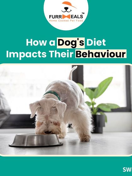 Did you know your dog's diet impacts their mental wellbeing? This series explains how nutrition affects behavior, mood, and alertness, and includes a testimonial from a client who saw a visible difference in their dog's temperament.