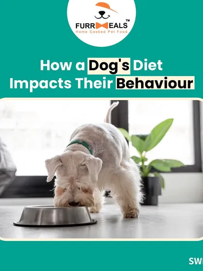 Did you know your dog's diet impacts their mental wellbeing? This series explains how nutrition affects behavior, mood, and alertness, and includes a testimonial from a client who saw a visible difference in their dog's temperament.