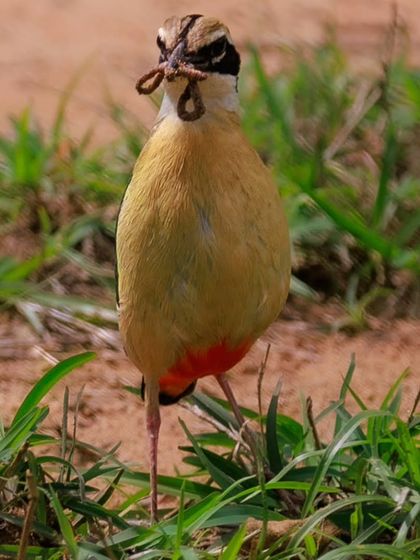 An Indian Pitta with a fresh catch. These colorful ground-dwelling birds are often called the "six-o-clock bird" for their habit of calling at dawn and dusk.