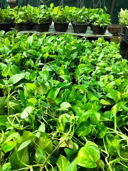 Hanging baskets and pots filled with lush Pothos. This is one of the most versatile and easy-to-grow plants I offer, perfect for beginners and experts alike.
