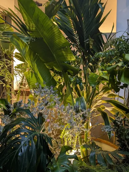 We create depth by layering plants of different shapes and sizes. This dense cluster from the Anita Dongre event features broad-leafed Monstera, tall Birds of Paradise, and other tropical foliage, all strategically lit to create a lush, jungle-like corner.