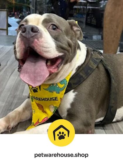 Pet Warehouse - Pet Grooming Services Words from Our Pet Parents photo 5