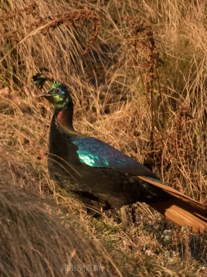 A Himalayan Monal forages in the dry grasses of a mountain slope. The contrast between its shimmering feathers and the earthy tones of the landscape is striking.
