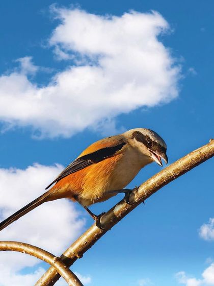 A Long-tailed Shrike is perched on a golden branch against a dramatic sky with white clouds. The upward angle makes the bird look heroic and striking.
