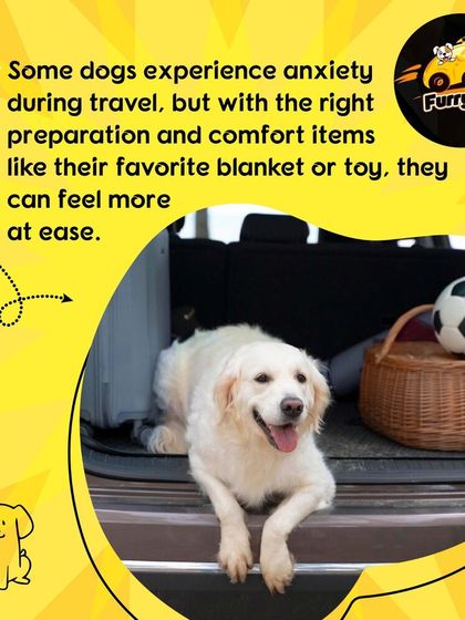 I know some dogs experience travel anxiety. I encourage bringing their favorite blanket or toy to help them feel more at ease in the car.