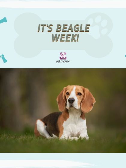 This week is for the Beagles! We're highlighting this intelligent breed with a special 'Breed of the Week' discount on all grooming services.