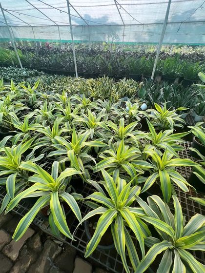 Rows of healthy Dracaena plants thriving under the protection of our greenhouse. We take great care in nurturing our plants to ensure they are strong and beautiful.