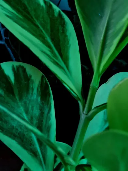 The interesting patterns on this variegated leaf show how diverse foliage can be. I am always on the lookout for plants with unique leaf markings.