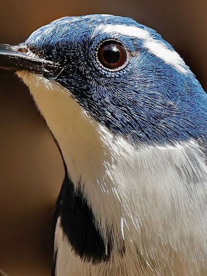 A detailed portrait of an Ultramarine Flycatcher. The shot focuses on its deep blue head, prominent white supercilium, and the fine, delicate feathers around its eye and beak.
