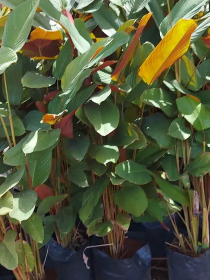 A view of Calathea plants showing the beautiful reddish-purple undersides of their leaves, a characteristic feature of many prayer plants.