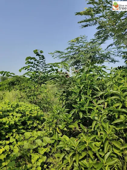 The vibrant, dense foliage at the Arayna site in Chhatarpur. The variety of leaf shapes, sizes, and shades of green is a sign of a healthy, biodiverse plant community.