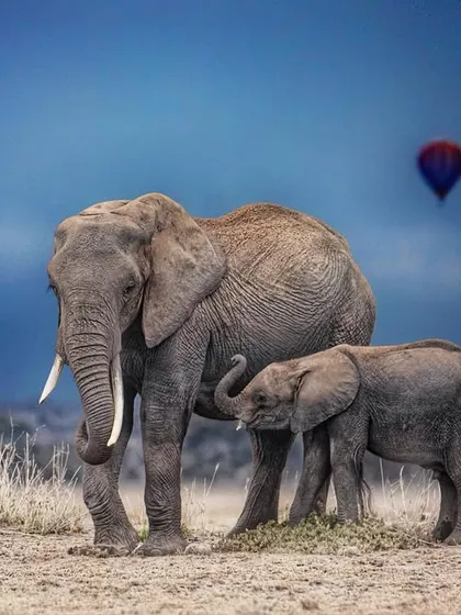 An elephant mother and her calf stand together against a dramatic sky in Amboseli, with a hot air balloon in the distance. This image encapsulates the magic of an African safari, blending wildlife with a touch of human adventure.