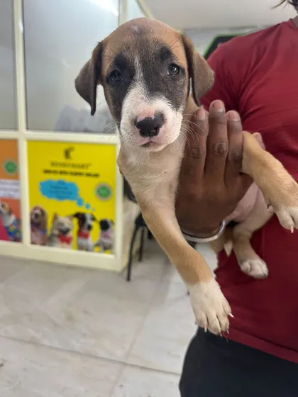 A beautiful indie mix puppy with unique facial markings, looking directly at the camera. We conduct thorough family checks to ensure our pups go to the best possible homes.