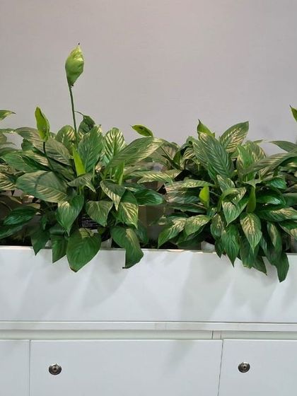 A close up of healthy Peace Lilies, a popular choice for my office clients. Not only are they beautiful with their white spathes, but they are also excellent air purifiers. My maintenance service ensures they stay this healthy and vibrant.