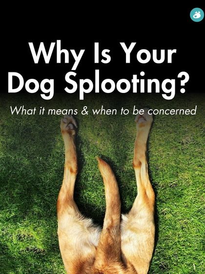 The Pack - Online Pet Parent Community Expert Advice You Can Trust photo 8