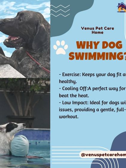 Venu's Pet Care - Dog Boarding and Daycare Splash Zone: Pool Adventures photo 15