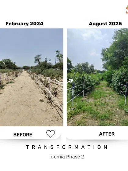 The transformation along this fence line at the Idemia site is remarkable. What was a barren strip of land is now a vibrant green corridor, with native plants and grasses reclaiming the space and creating a rich habitat.