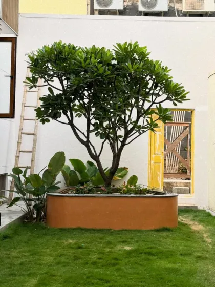 A residential property several months after our landscaping work. Thanks to diligent, regular maintenance, the lawn is lush, the central tree is thriving, and the entire space has blossomed into a beautiful garden.