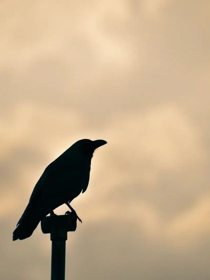 Lalith - Wildlife & Nature Photography Shadows & Silhouettes photo 15