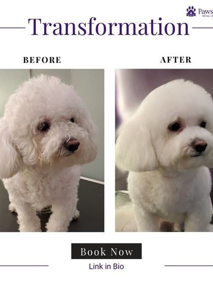 PawsnCollars - Pet Grooming & Spa Grooming Transformations: Before & After photo 9