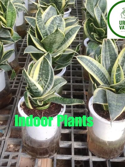 A collection of dwarf Snake Plants (Sansevieria trifasciata 'Hahnii').