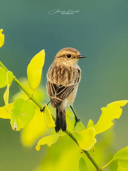 Another portrait of the Siberian Stonechat, this time looking back. The repetition shows my dedication to getting the perfect shot of a subject.