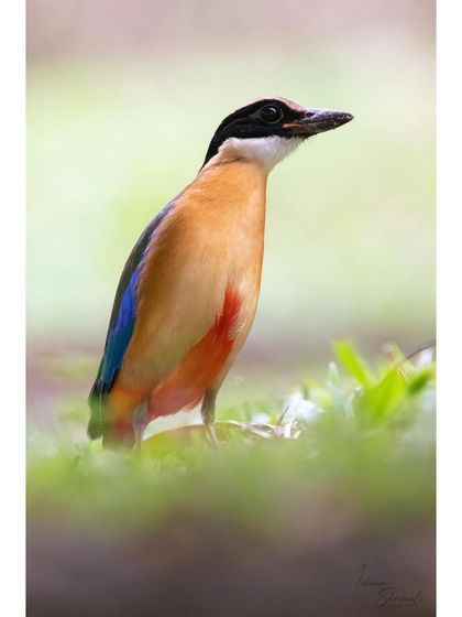 A vertical composition of the Blue Winged Pitta. This framing emphasizes the bird's posture as it stands alert in the grass, showcasing its colorful plumage against a soft green backdrop.