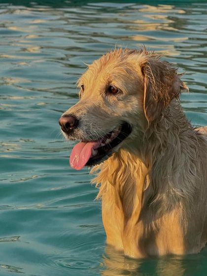 The Pawsome Camp - Dog Daycare & Boarding Splash Zone: Our Pooch Pool photo 23