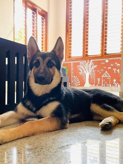 PL Paws - Animal Rescue & Rehabilitation Happy Tails: Our Adoption Stories photo 54