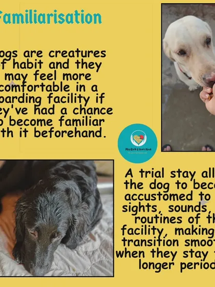 Dogs are creatures of habit. A trial stay allows your pup to get familiar with the new sights, sounds, and routines of my home, which makes the actual stay much smoother and less stressful.