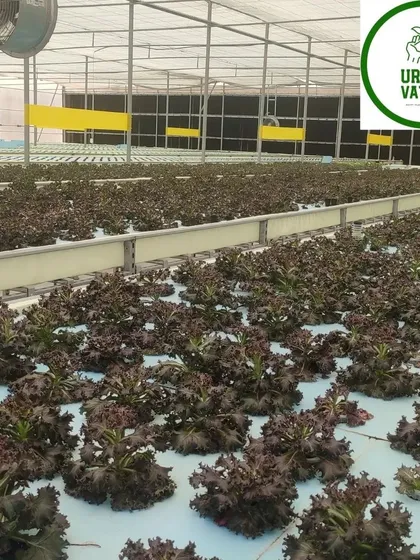 A wide view of a hydroponic greenhouse for commercial lettuce production.