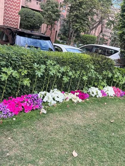 A flower bed of vibrant pink and white petunias planted along a hedge in a residential garden. We use seasonal flowers to provide continuous color and interest.