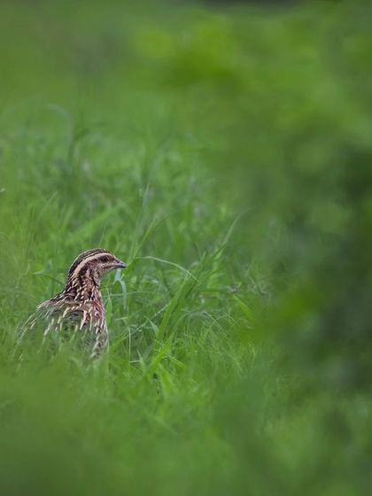 A Rain Quail, a monsoon visitor, hides in the tall grasses of one of Gurgaon's last remaining grassland patches.