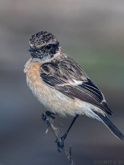 A portrait of a Siberian Stonechat, its feathers fluffed up against the cold.