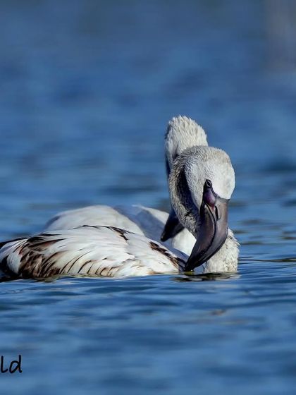Flamingos often rest while floating, conserving energy for their long migrations. This pair looks so peaceful as they drift on the calm blue water.