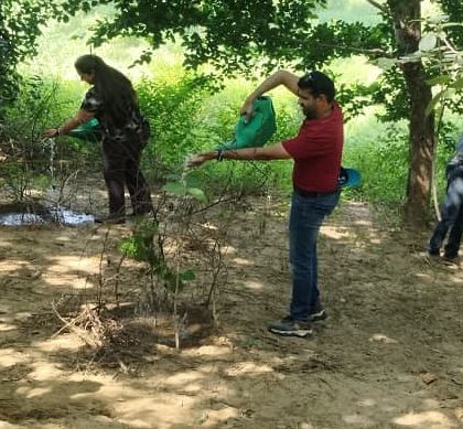 Corporate volunteers from NatWest Group India diligently water young saplings at Ghata Bundh. Consistent care is essential for the saplings to establish strong roots and thrive in the Aravali landscape.