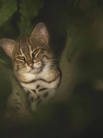 A Rusty-spotted cat, captured with a remote camera. Our 2023 projects focused heavily on using such technology to document undiscovered biodiversity.