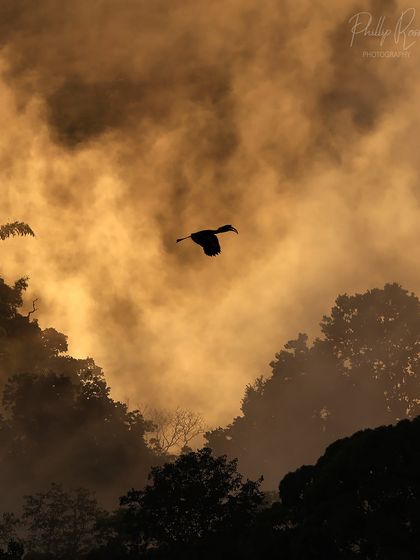 A hornbill silhouetted against a misty, golden sky. This atmospheric shot captures the mystical feeling of the rainforest at dawn.