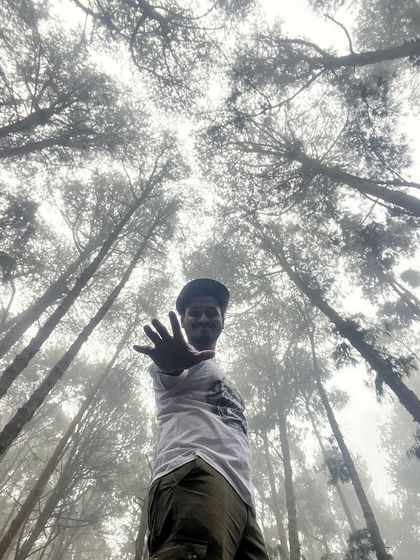 A creative shot looking up at the sky through the tall pine trees.