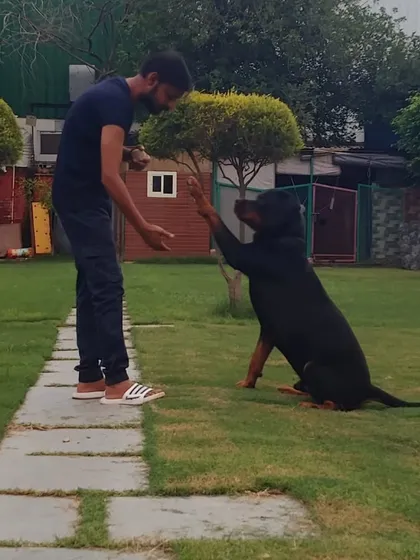 A staff member gives a high five to a well-behaved Rottweiler. This simple trick is a great example of the positive training and interaction we practice.