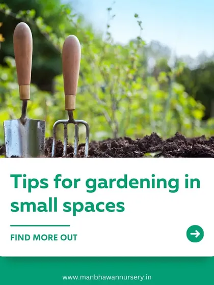 Gardening in small spaces can be a rewarding challenge. I'm here to share my best tips for transforming tiny spaces into lush, green gardens.