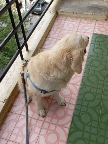 Muffy looking out from the balcony, waiting for a better future.