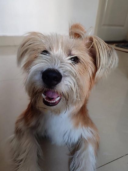 PL Paws - Animal Rescue & Rehabilitation Happy Tails: Our Adoption Stories photo 73